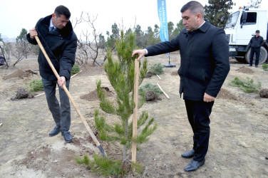 “Şəhərsalma və Memarlıq İli” çərçivəsində ağacəkmə aksiyası keçirilib