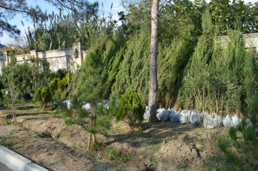 Naftalanda ağac və gül kolları əkilib