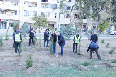 Another tree planting action was held in Naftalan