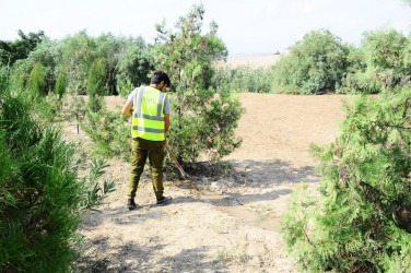 Зеленые насаждения в рамках Года солидарности во имя зеленого мира