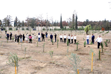 Naftalanda YAP ağacəkmə aksiyası keçirib