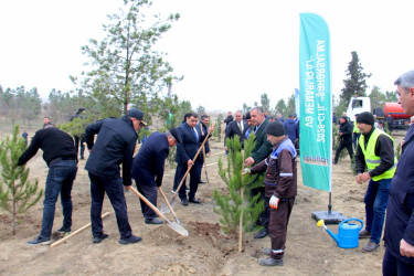 “Şəhərsalma və Memarlıq İli” çərçivəsində ağacəkmə aksiyası keçirilib