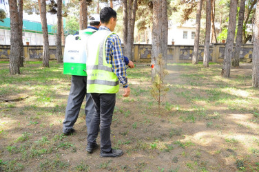 Yaşıllıqların mühafizəsi və artırılması üzrə tədbirlər görülür