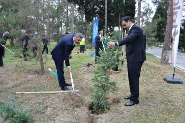 Naftalanda ağacəkmə aksiyası keçirilib