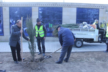 Naftalanda növbəti ağacəkmə aksiyası keçirilib