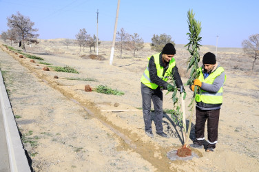 Tree planting action was held in Naftalan on the first day of Spring