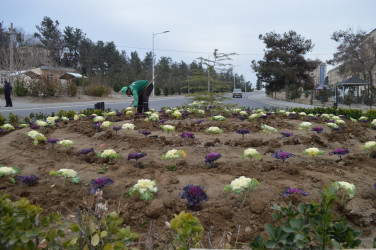 Naftalanda ağac və gül kolları əkilib