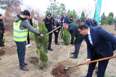 “Şəhərsalma və Memarlıq İli” çərçivəsində ağacəkmə aksiyası keçirilib