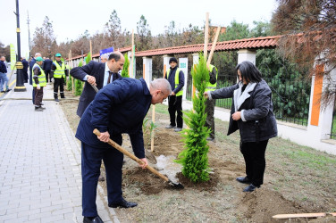 A tree planting action was held in Naftalan