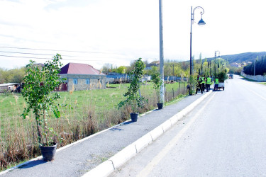 Tree planting and landscaping are underway in Naftalan