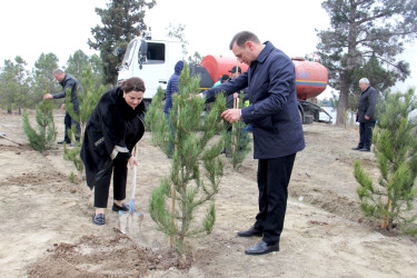 “Şəhərsalma və Memarlıq İli” çərçivəsində ağacəkmə aksiyası keçirilib