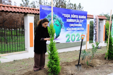 Naftalanda ağacəkmə aksiyası keçirilib