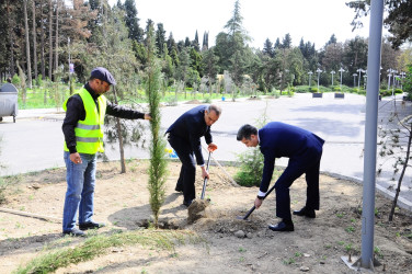 Tree planting action has become a tradition