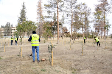 Ümumşəhər iməciliyi keçirilib