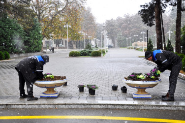 Naftalanda keçirilən ağacəkmə aksiyasında ilk dəfə olaraq yerli şəraitə uyğunlaşdırılmış Adəmalması (maklyura) ağacı əkilib