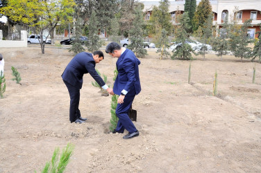 Naftalanda YAP ağacəkmə aksiyası keçirib