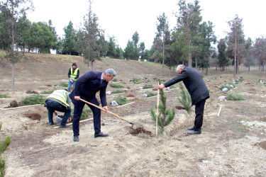 “Şəhərsalma və Memarlıq İli” çərçivəsində ağacəkmə aksiyası keçirilib