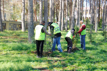 Tree planting and landscaping are underway in Naftalan