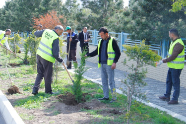 Tree planting and landscaping are underway in Naftalan
