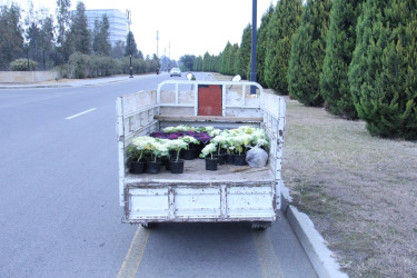Naftalanda ağac və gül kolları əkilib