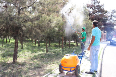 Yaşıllıqların mühafizəsi və artırılması üzrə tədbirlər görülür