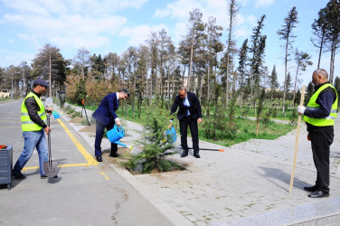 Tree planting action has become a tradition