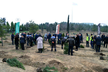 “Şəhərsalma və Memarlıq İli” çərçivəsində ağacəkmə aksiyası keçirilib