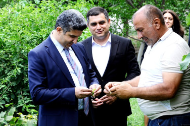 “Qaşaltı Bağları" was inspected