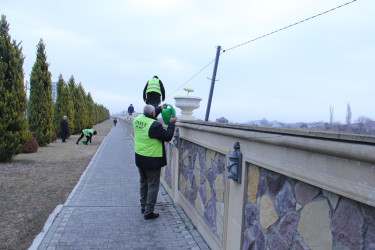 Naftalanda ağac və gül kolları əkilib