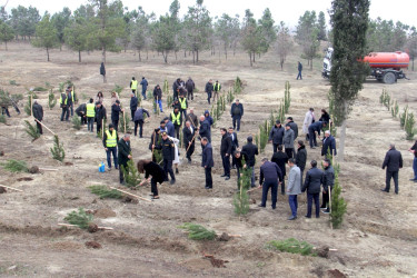 “Şəhərsalma və Memarlıq İli” çərçivəsində ağacəkmə aksiyası keçirilib