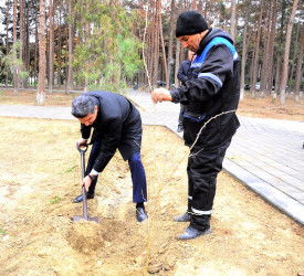 For the first time in the tree-planting action held in Naftalan, Adam apple (maclura) tree, adapted to local conditions, was planted