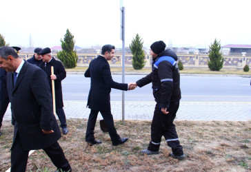 Sakura trees have been planted in Naftalan