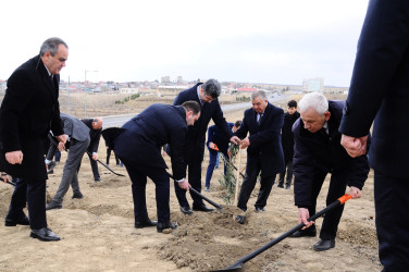 Naftalanda “Heydər Əliyev ili” çərçivəsində ağacəkmə aksiyası keçirilib