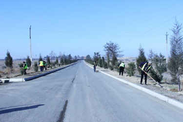 Naftalanda növbəti ağacəkmə aksiyası keçirilib