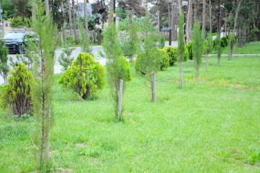 Another tree planting action was held within the framework of the” year of Constitution and sovereignty"