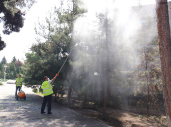 Yaşıllıqların mühafizəsi və artırılması üzrə tədbirlər görülür