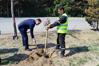 Another tree planting action was held in Naftalan