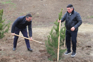 Tree planting action was held within the framework of the” year of urban planning and architecture"