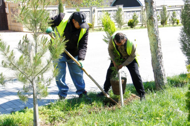 Tree planting and landscaping are underway in Naftalan