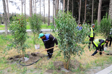 Продолжаются работы по озеленению