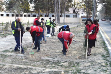 Tree planting action held on the occasion of International Volunteer Day