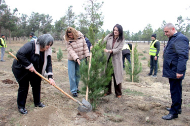 “Şəhərsalma və Memarlıq İli” çərçivəsində ağacəkmə aksiyası keçirilib