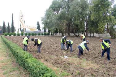“Şəhərsalma və Memarlıq İli” çərçivəsində ağacəkmə aksiyası keçirilib