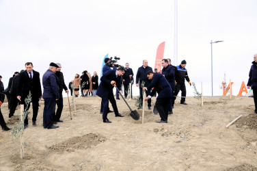 Naftalanda “Heydər Əliyev ili” çərçivəsində ağacəkmə aksiyası keçirilib