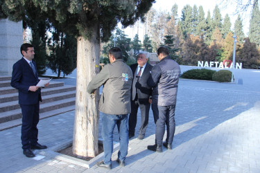 Naftalanda yaşıllıqlar inventarlaşdırılır