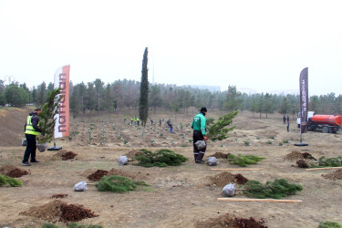 “Şəhərsalma və Memarlıq İli” çərçivəsində ağacəkmə aksiyası keçirilib