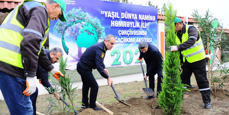 Naftalanda ağacəkmə aksiyası keçirilib