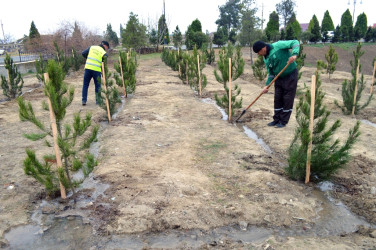 “Şəhərsalma və Memarlıq İli” çərçivəsində ağacəkmə aksiyası keçirilib