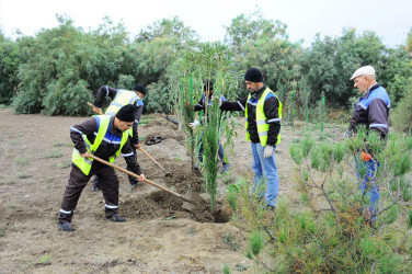 Naftalanda ağacəkmə aksiyası keçirilib