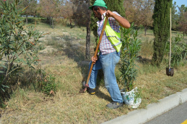 Green spaces are laid within the framework of the Year of solidarity for the sake of the Green World